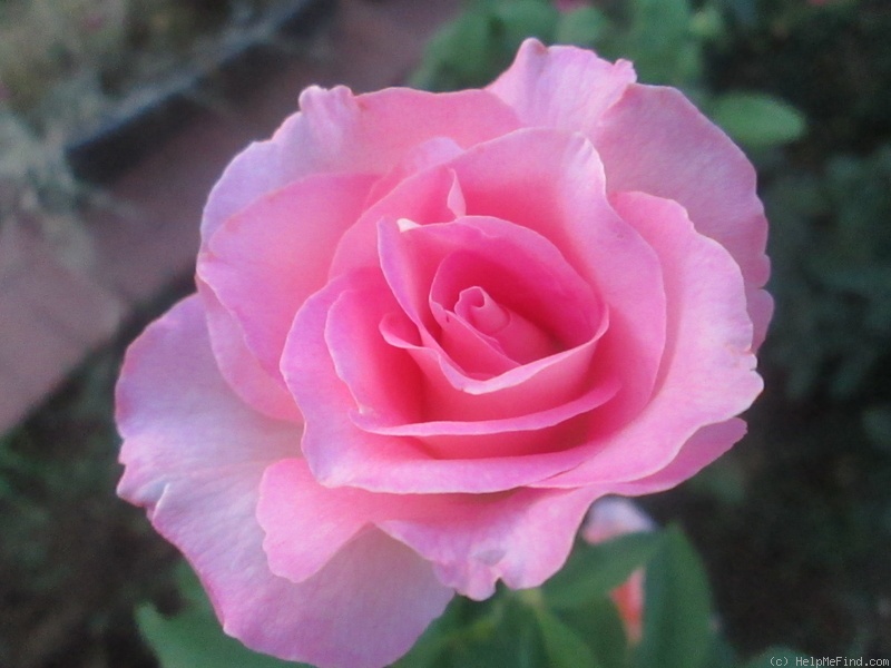'Tiffany (hybrid tea, Lindquist, 1953)' rose photo