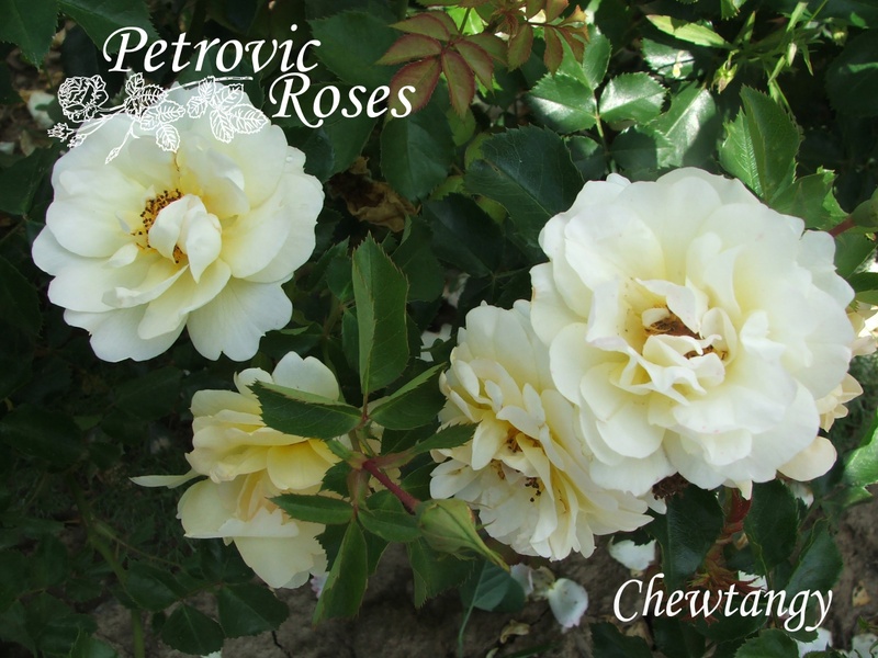 'CHEwtangy' rose photo