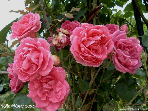 'Pink Cloud (climber, Boerner 1952)' rose photo