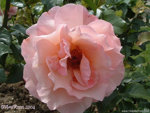 'Resurrection ®' rose photo