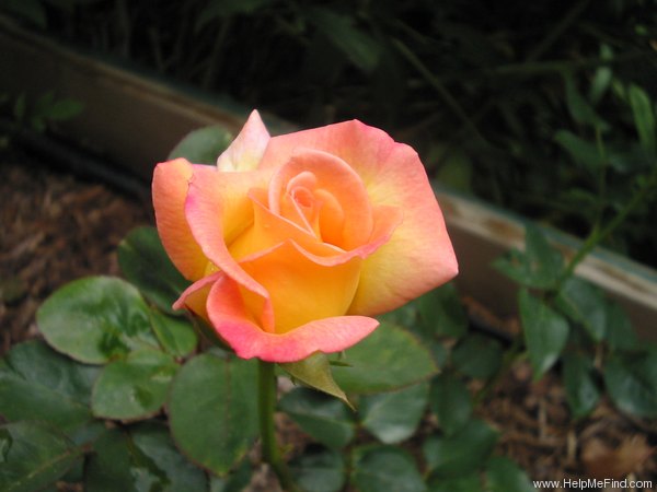 'Dreamward' rose photo