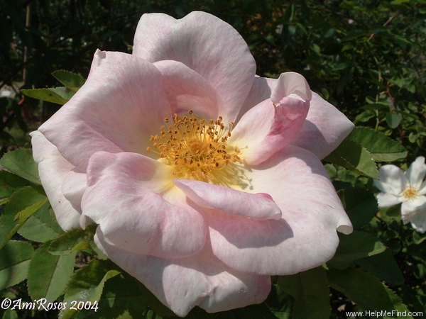 'Nevada (shrub, Dot, 1927)' rose photo