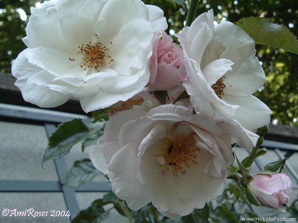 'Pearl Drift, Cl.' rose photo