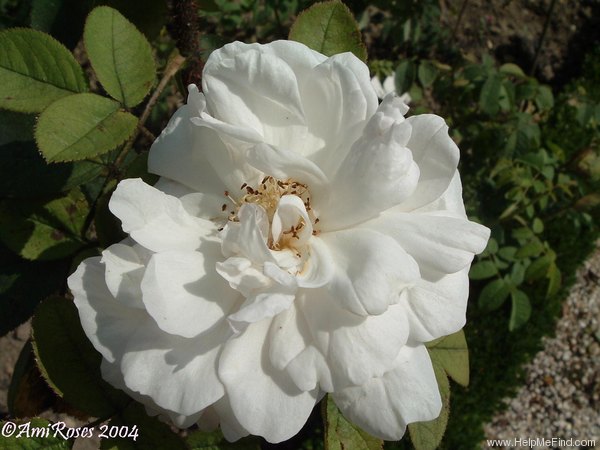 'Mousseuse Blanche Nouvelle' rose photo