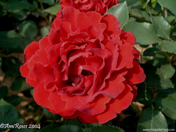 'Hommage à Barbara ®' rose photo