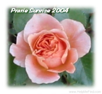 'Prairie Sunrise (Shrub, Buck, 1992)' rose photo