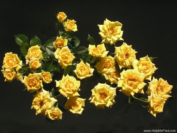 'Golden Topas' rose photo