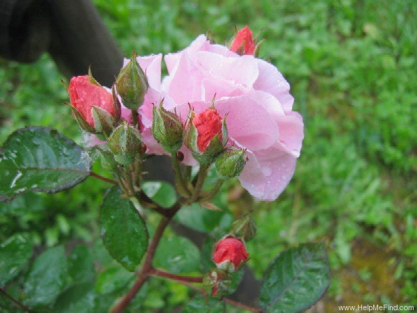 'Clair Matin' rose photo