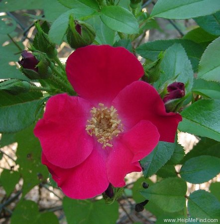 'Robusta (Rugosa, Kordes, 1979)' rose photo