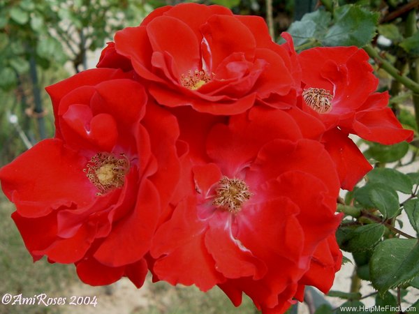 'Parkdirektor Riggers ®' rose photo