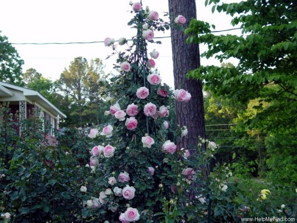 'Eden Climber ™' rose photo