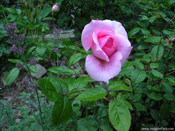 'Lambert Closse' rose, click to enlarge 'Lambert Closse' rose photo