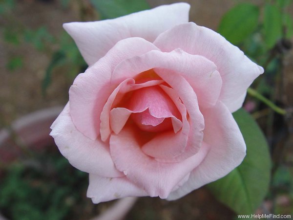 'Peggy Lee' rose photo