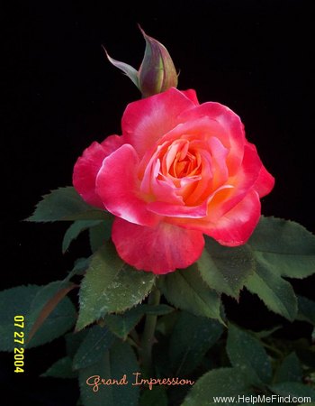 'Grand Impression' rose photo