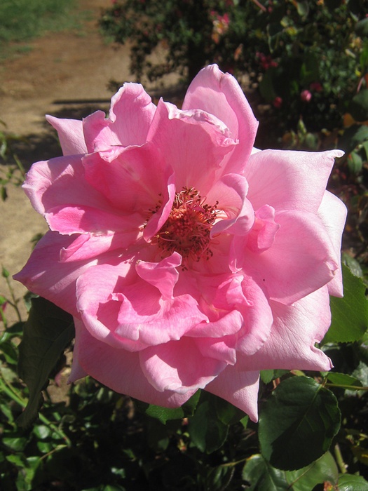 'Lady Woodward' rose photo
