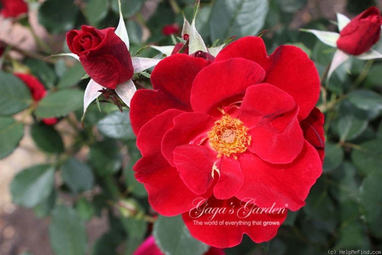 'Miracle on the Hudson' rose photo