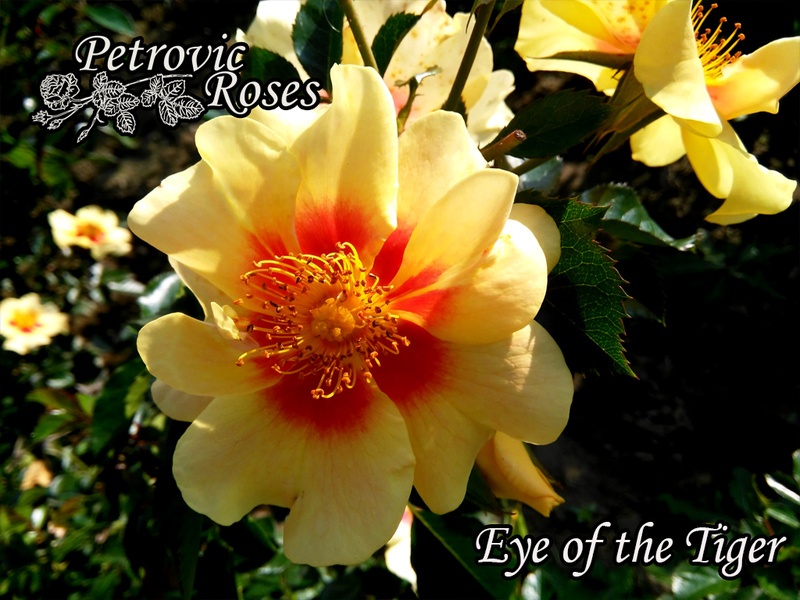 'Eye of the Tiger' rose photo