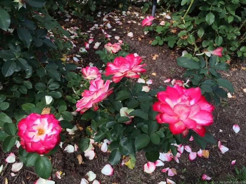 'Cherry Parfait ™' rose photo