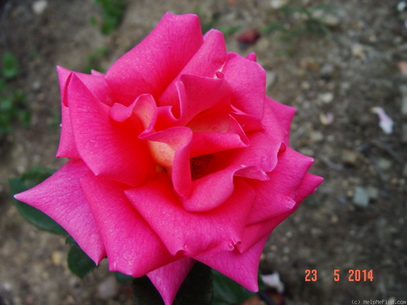 'Fragrance (hybrid tea, Lammerts, 1965)' rose, click to enlarge 'Fragrance (hybrid tea, Lammerts, 1965)' rose photo