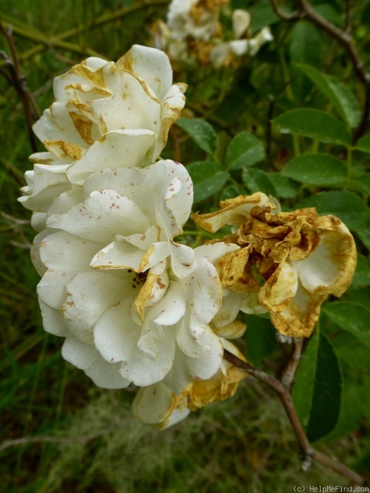 'La Biche' rose photo