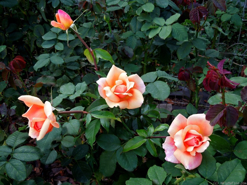'Apricots N' Cream' rose photo