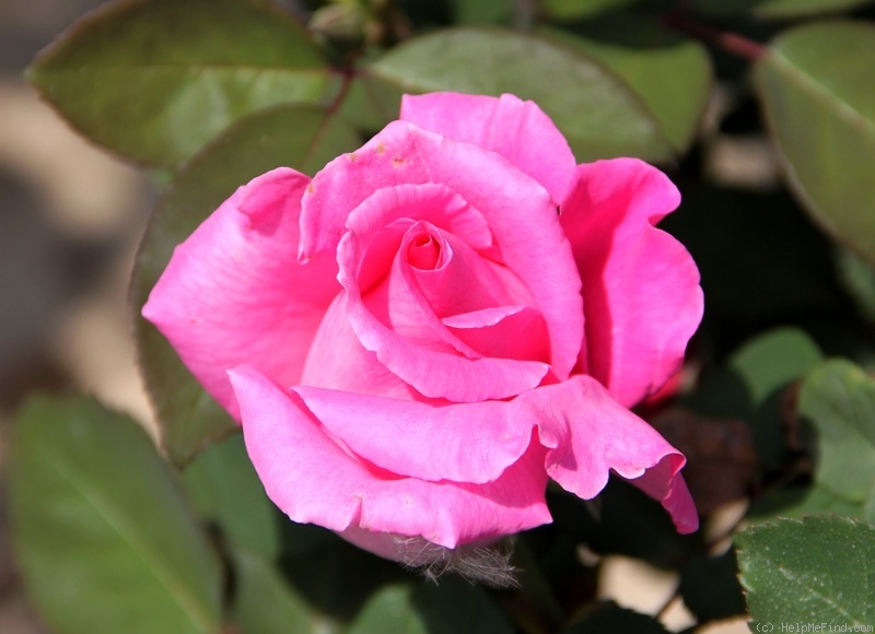 'Century II' rose photo