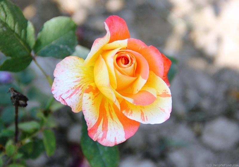 'Marvelle ® (hybrid tea, McGredy, 1988)' rose photo