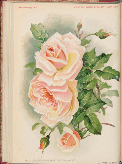 'Frau Lilla Rautenstrauch' rose photo