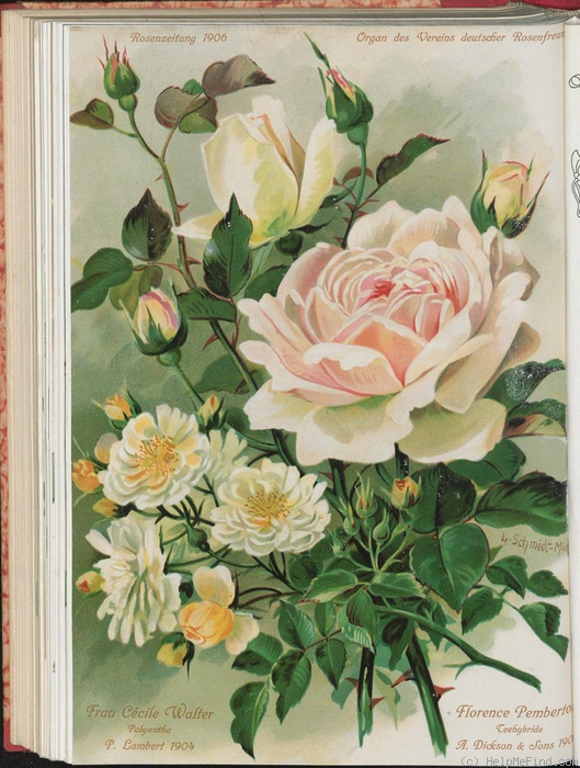 'Frau Cécile Walter' rose photo