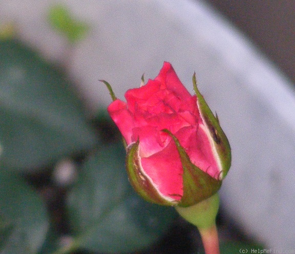 'Soroptimist International' rose photo