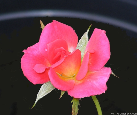 'Ruby Baby' rose photo