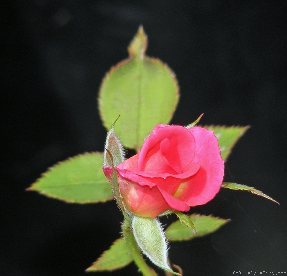 'Ruby Baby' rose photo