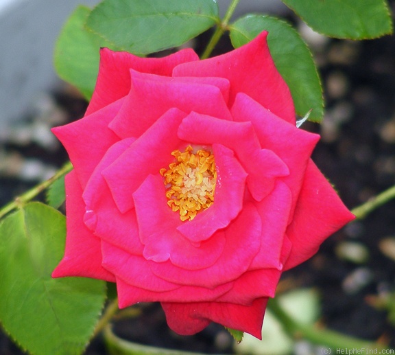'Power Point™' rose photo