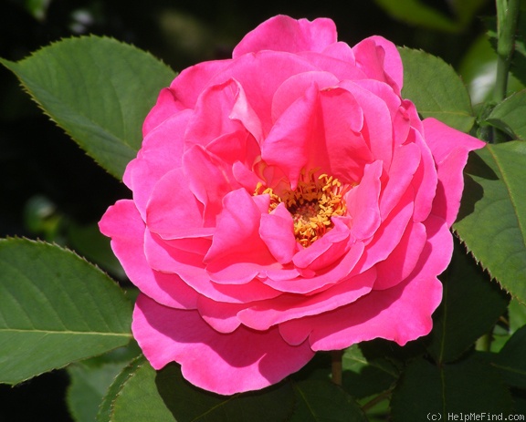 'Pink Peace' rose, click to enlarge 'Pink Peace' rose photo
