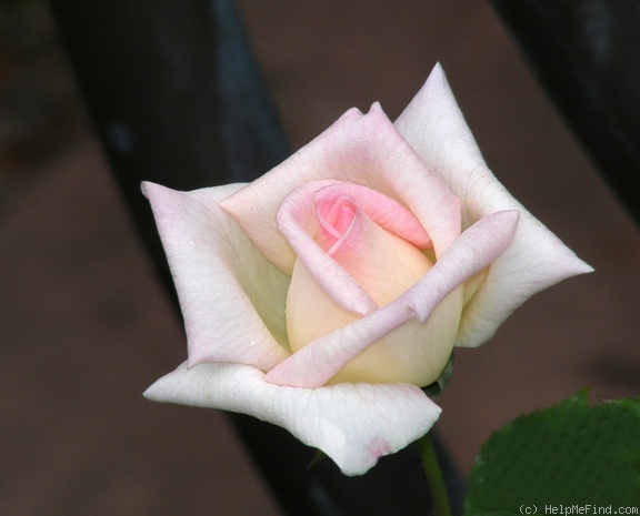 'Leading Lady ™ (mini-flora, Benardella 2006)' rose photo