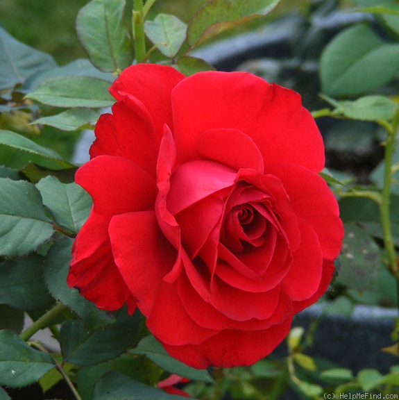 'Legends™' rose photo