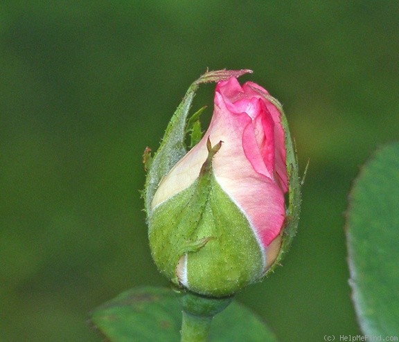 'Gemini (hybrid tea, Zary 1999)' rose photo