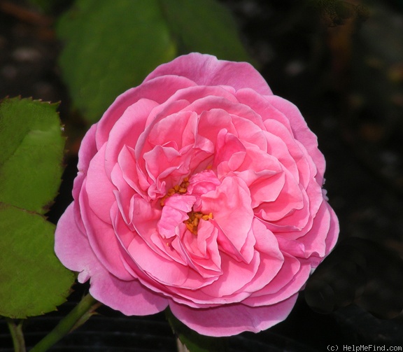 'Dee-Lish' rose photo