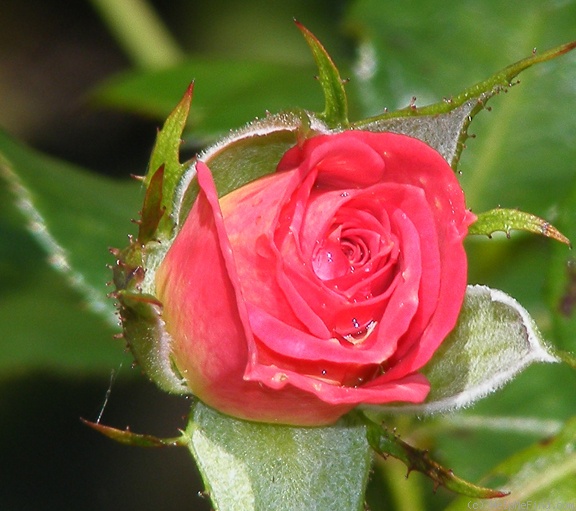 'Dee-Lish' rose photo