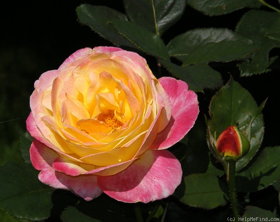 'Bella Roma ™' rose photo