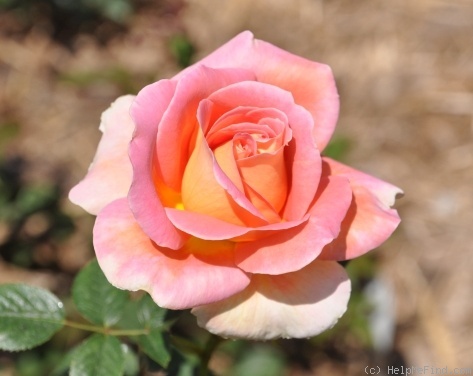 'Darling Charlie' rose photo