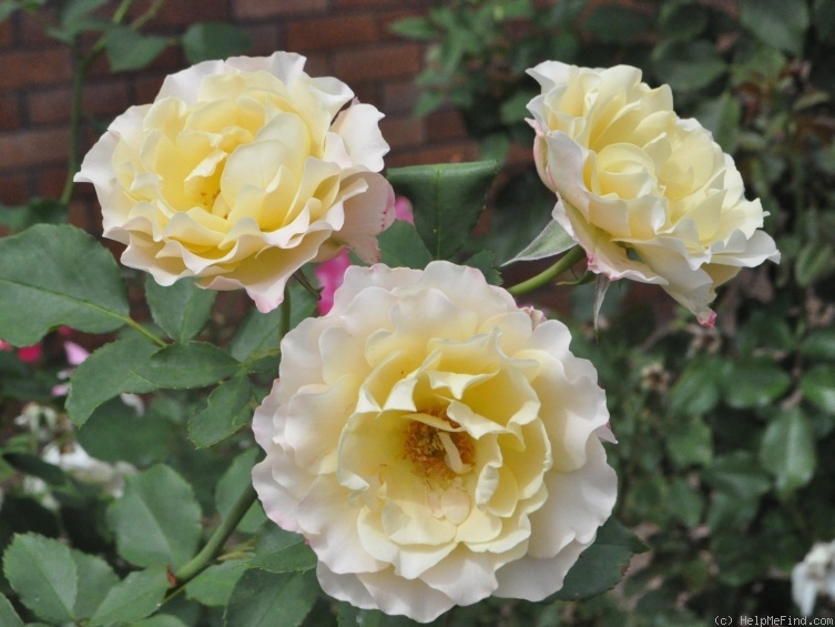 'June Honey' rose photo