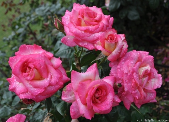 'Tahlia' rose photo