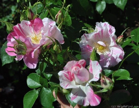 'La Fillette' rose photo