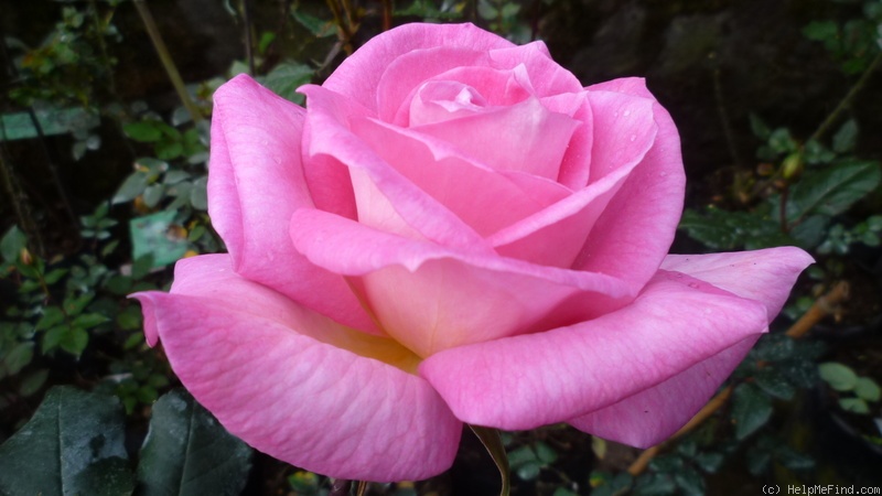 'Maria Cecilia Freeman ™' rose photo