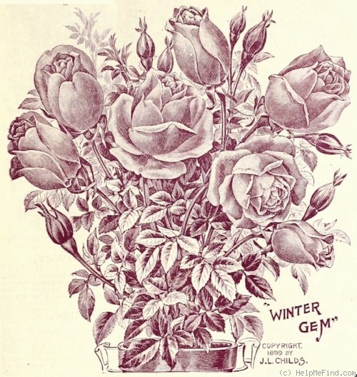 'Winter Gem (Tea, Childs, 1898)' rose photo
