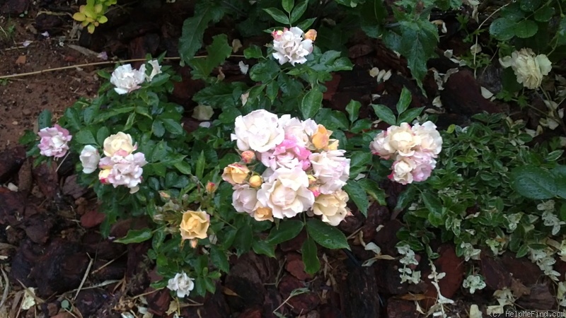 'Bijou ® (shrub, Barni, 1998)' rose photo
