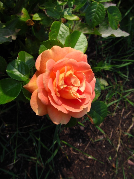 'Olds College Rose' rose photo