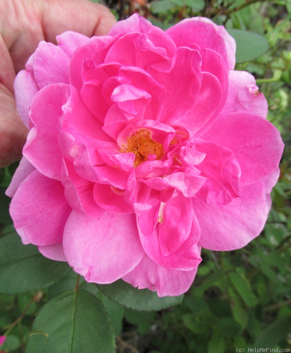 'Bohemian Rhapsody' rose photo