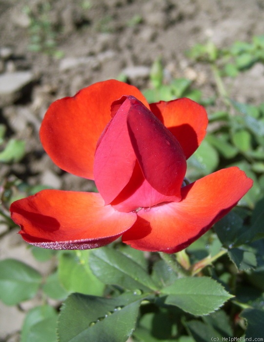 'Bad Wörishofen ®' rose photo